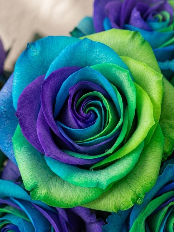 OPAL  TINTED ROSES